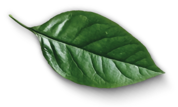 Icon Hoja espaciovivo