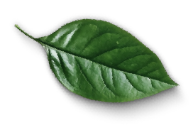 Seccion Principal hoja izquierda new espaciovivo