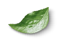 Seccion Principal hoja derecha new espaciovivo